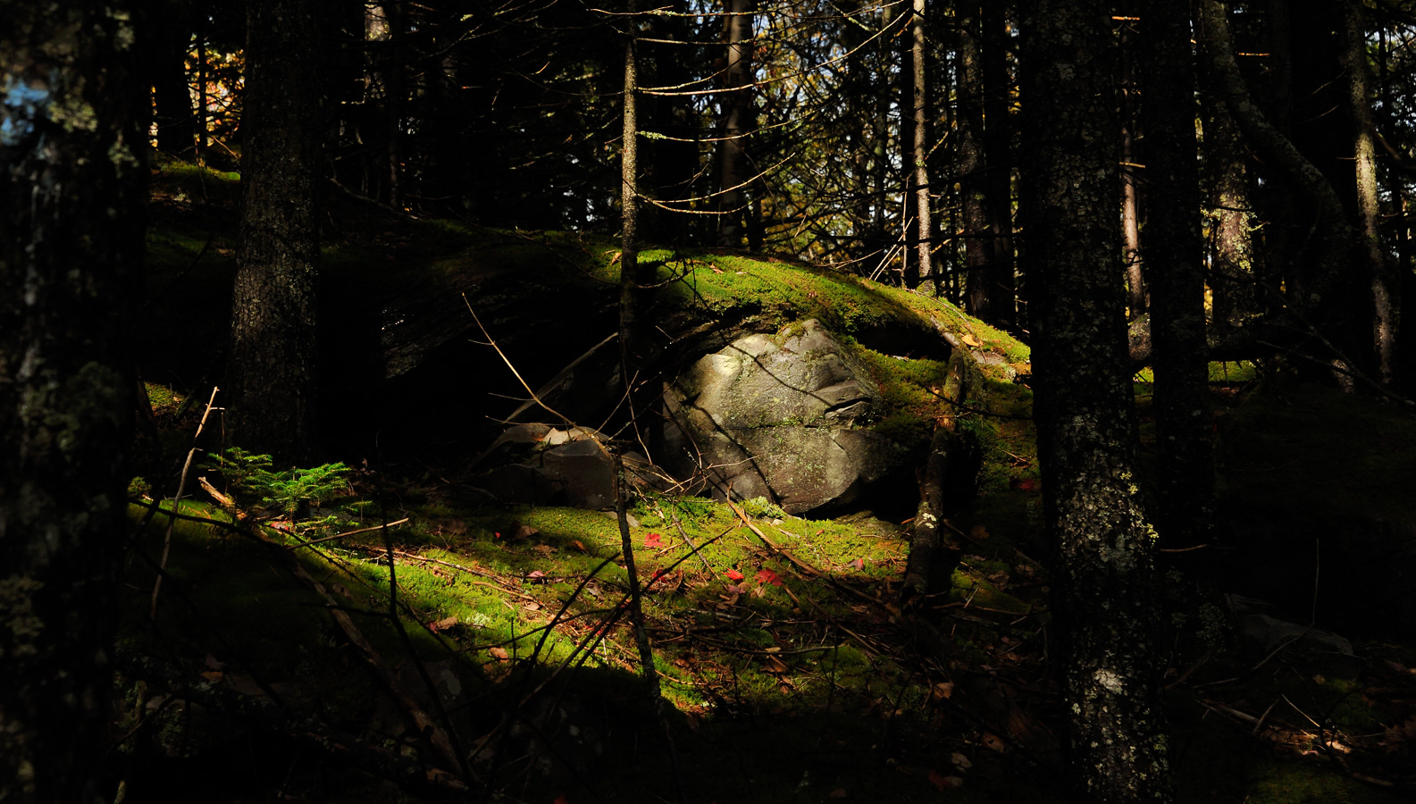 Wanderung auf den Mt. Cabot [78 mm, 1/1250 Sek. bei f / 8.0, ISO 1600]